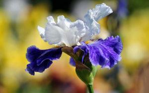Hur man sprider iris med frön och växer hemma