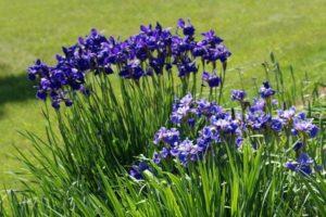 Descrizione delle varietà di iris siberiano, semina e cura in campo aperto