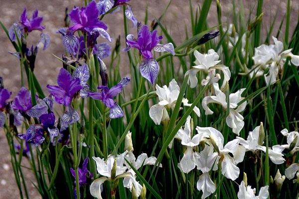 varietats d’iris
