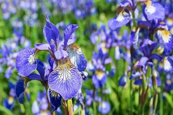 breeding iris