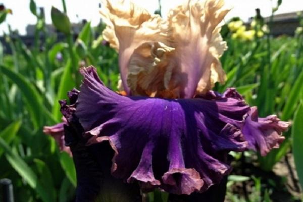 bartlose Iris