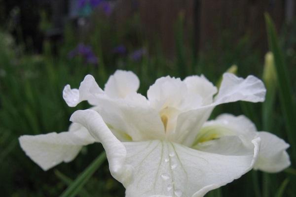 زهرة بيضاء