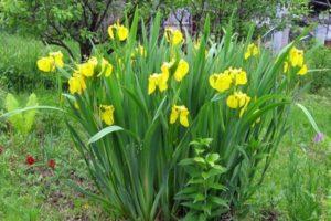 Beskrivning av irisorter, plantering, odling, vård i det öppna fältet