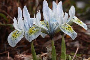 Beschrijving van de beste variëteiten van gesaldeerde irissen, planten, teelt en verzorging