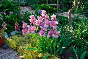 What flowers in the flower bed are irises combined with, what to plant next