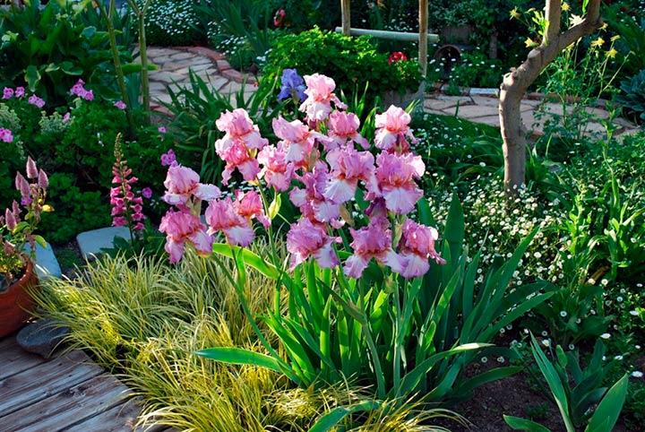 beautiful irises