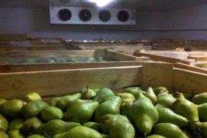 Ways to store pears at home for the winter