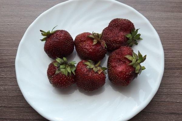 jordgubbar på en tallrik