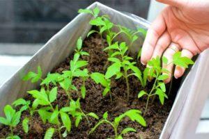 Ako a kedy pestovať paradajky pre sadenice doma, tajomstvá a načasovanie