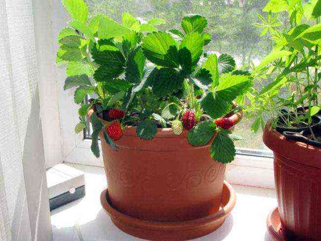 φράουλες στο μπαλκόνι