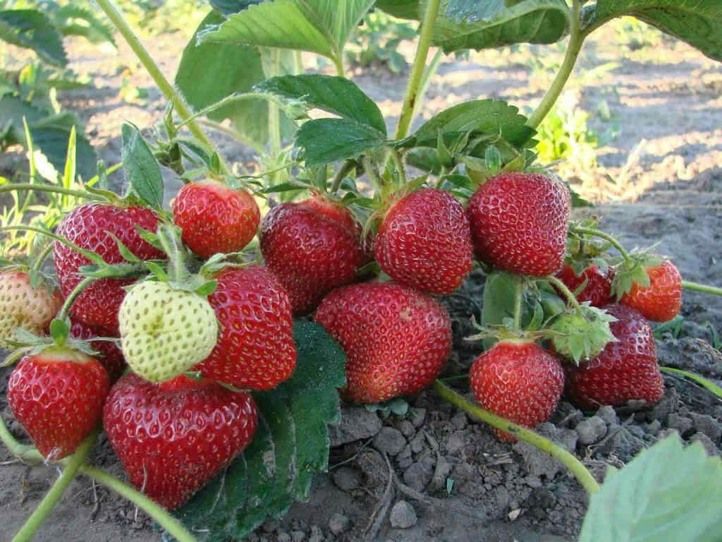 voksende jordbær