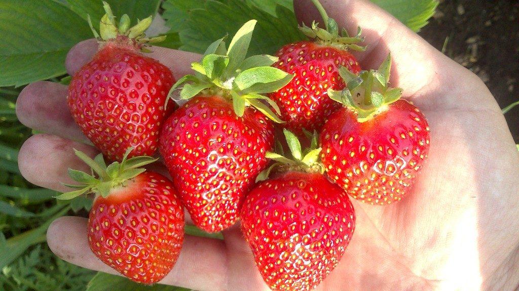 jordbær i hånden