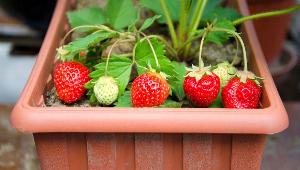 fraises dans un pot