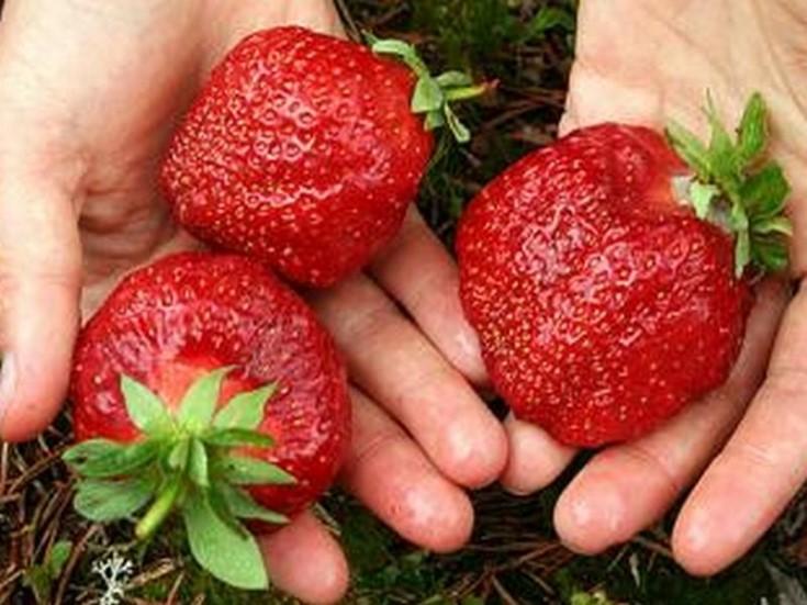 Erdbeer-Gigella