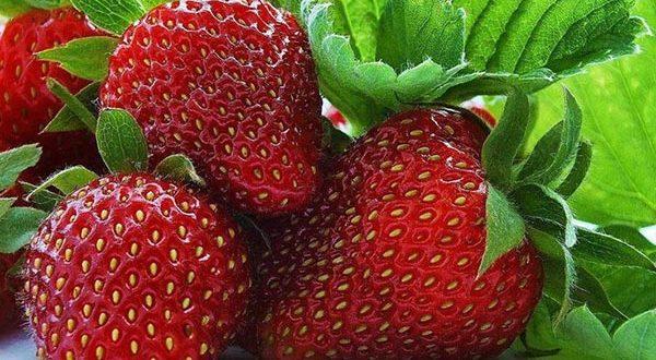 reife Erdbeere