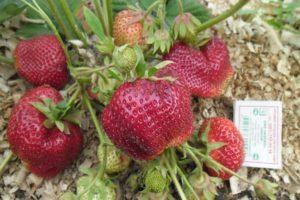 Description of the strawberry variety Chamora Turusi, planting, growing and care