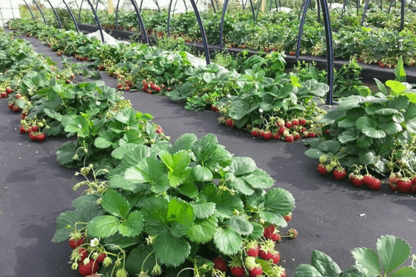 Jordgubbar i trädgården
