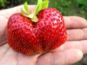 Kuvaus ja ominaisuudet Gigantellan mansikkalajikkeesta, istutuksesta, viljelystä ja hoidosta