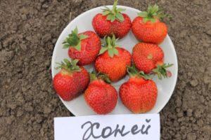 Beskrivelse og egenskaber ved Khoney-jordbærsorten, plantning og pleje