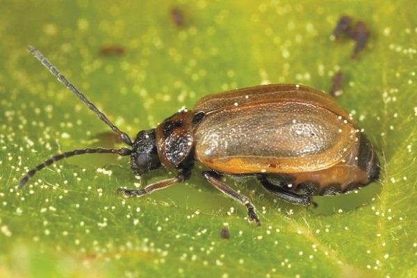 beetle beetle