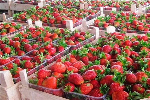 Verkauf von Erdbeeren