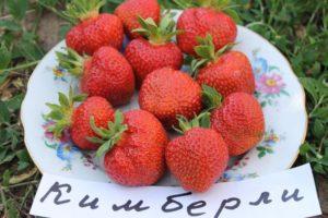 Description and characteristics of the Kimberly strawberry variety, cultivation and reproduction