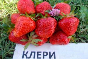 Descrierea și caracteristicile căpșunilor Clery, cultivare și îngrijire