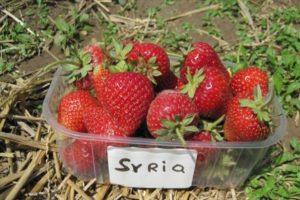 Descripció i característiques de la varietat de maduixes Síria, cultiu i cura