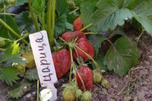 Beskrivelse og karakteristika for Tsaritsa jordbærsort, dyrkning og pleje