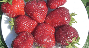 Beskrivelse og egenskaber ved Vima Rina jordbær, plantning og pleje