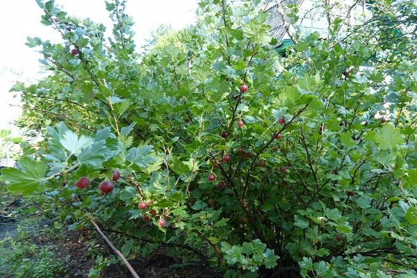 bush berries