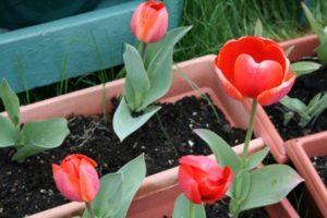Wann und wie man im Herbst Tulpen im Ural pflanzt, besonders beim Wachsen