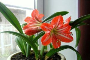 Chọn nhiều loại hoa loa kèn trong nhà, cách trồng và chăm sóc tại nhà