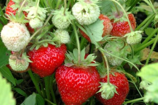 Hvilke sorter af jordbær er bedre at vælge for Moskva-regionen til åben jord, der vokser