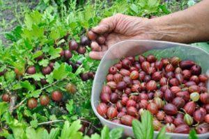 When and how to pick gooseberries correctly so as not to prick