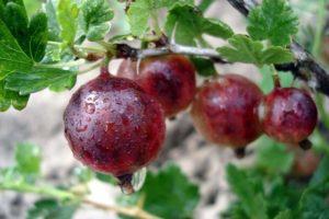 Description and characteristics of the consul gooseberry variety, cultivation and care