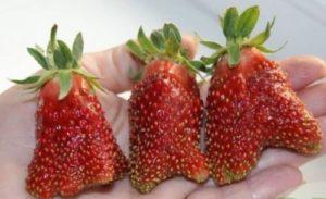 Beskrivelse og karakteristika for Kupchikha jordbærsort, dyrkning og pleje
