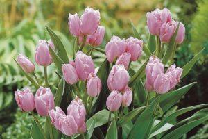 Plantación y cuidado de tulipanes arbustivos, características de la tecnología agrícola para diferentes variedades.