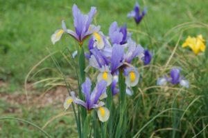 Beskrivelse af sorter af knolde iris, plantning og pleje i det åbne felt