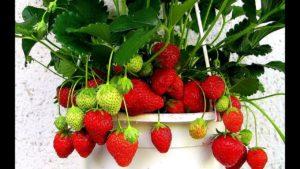 Cultivarea și îngrijirea căpșunilor acasă tot timpul anului