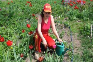 És possible plantar tulipes a la primavera, quan i com dur a terme el procediment