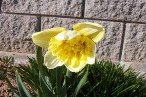 Narcizų Ice King aprašymas ir savybės, auginant gėles ir pritaikant kraštovaizdžio dizainą