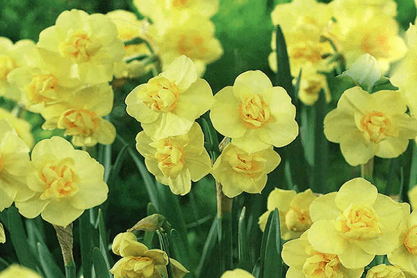 geltonos gėlės