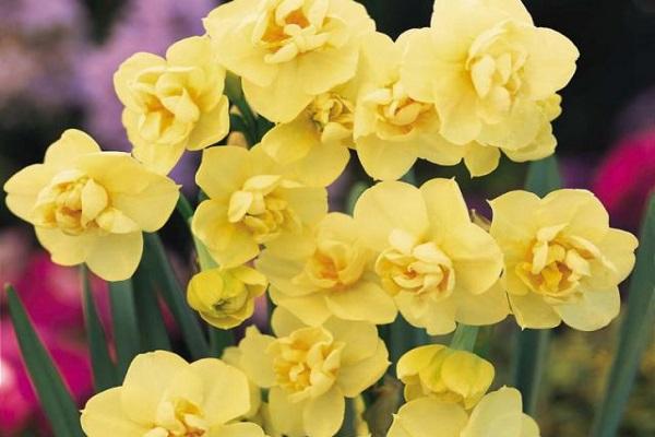 spugna daffodil