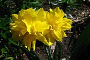 Mô tả các loài phụ của giống hoa thủy tiên vàng Chirfullnes, quy tắc trồng và chăm sóc