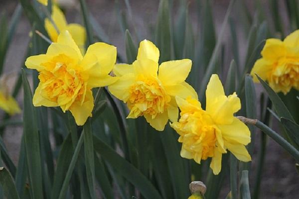 daffodil dick wilden