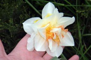 وصف وخصائص صنف Replit daffodil وزراعته ورعايته