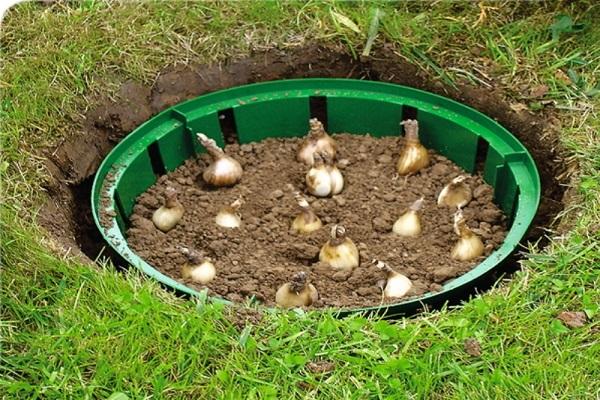 Zwiebeln in einem Becken