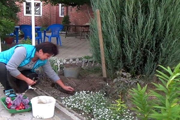 planting in a flower bed