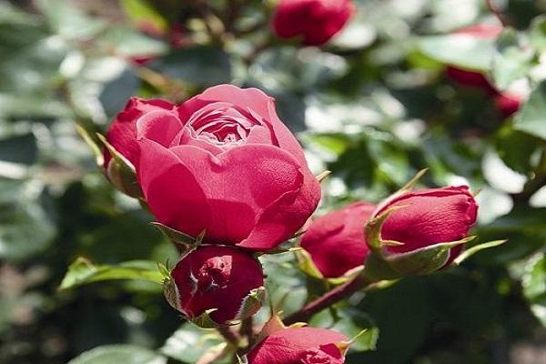 soorten rozen